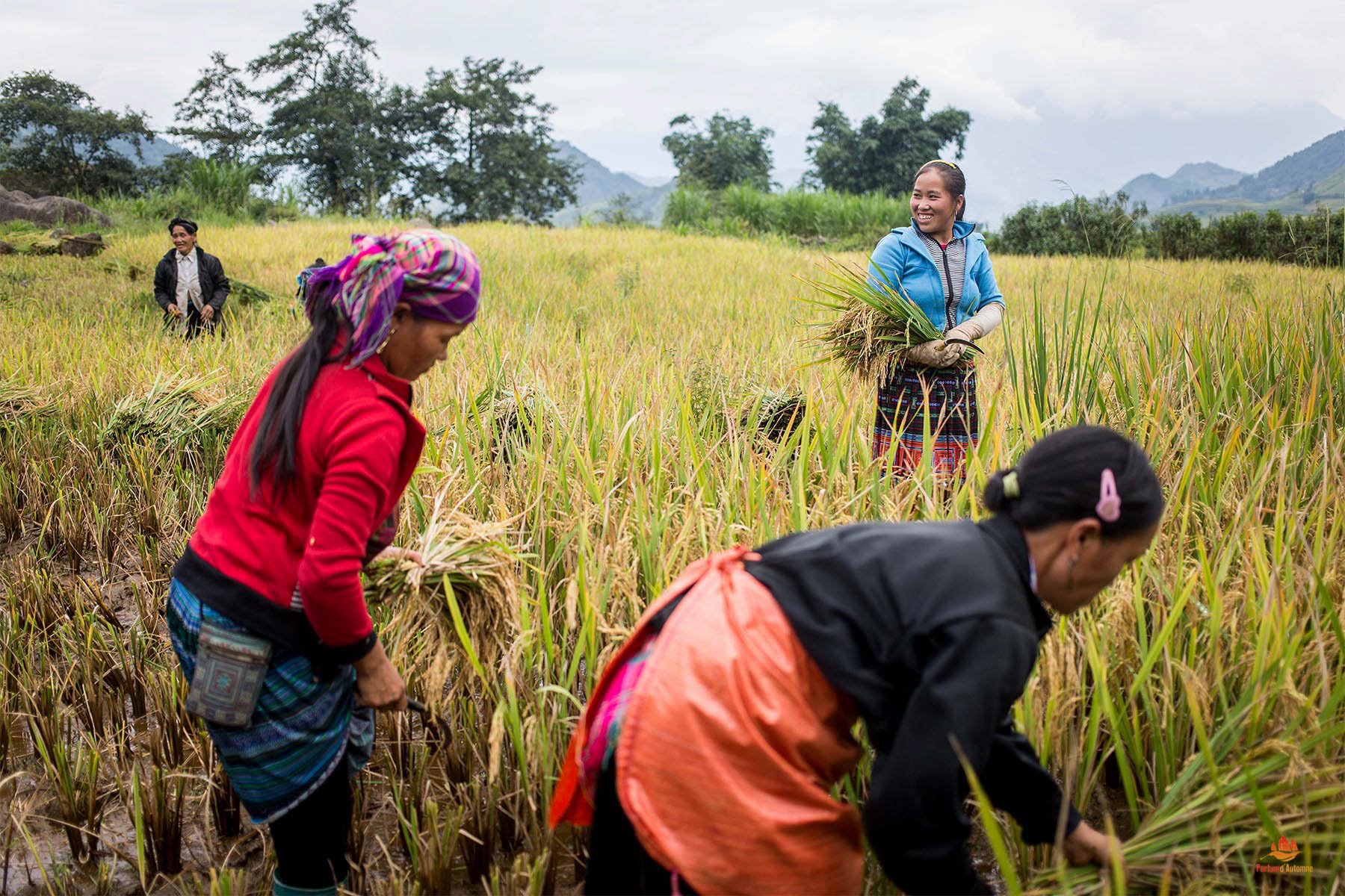 Femmes ramassant le riz dans la région de Sapa, Vietnam