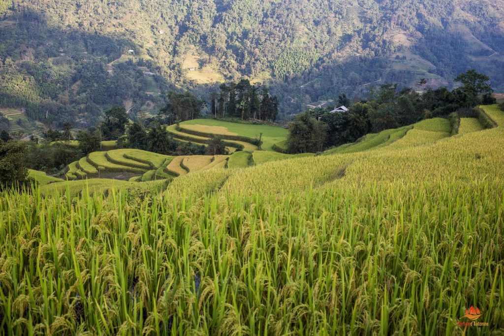 Rizières prêtes à être récoltées dans le district de Hoang Su Phi, Ha Giang, Vietnam