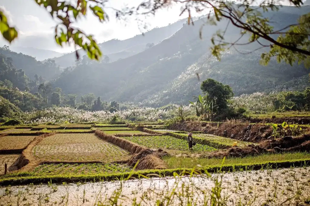 Paysages du Laos avec champs et montagne en arrière plan