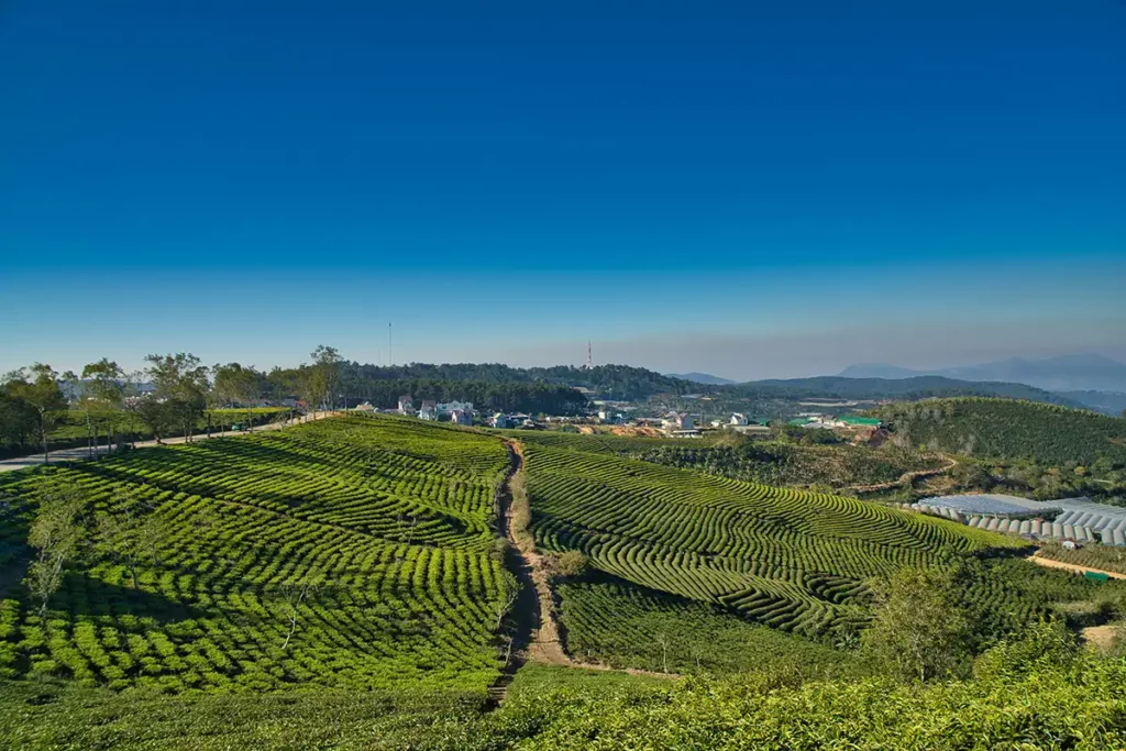 Les champs de thé dans les hauts plateaux du Vietnam