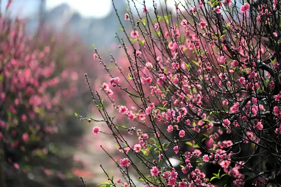 Fleur de pécher pour le nouvel an vietnamien