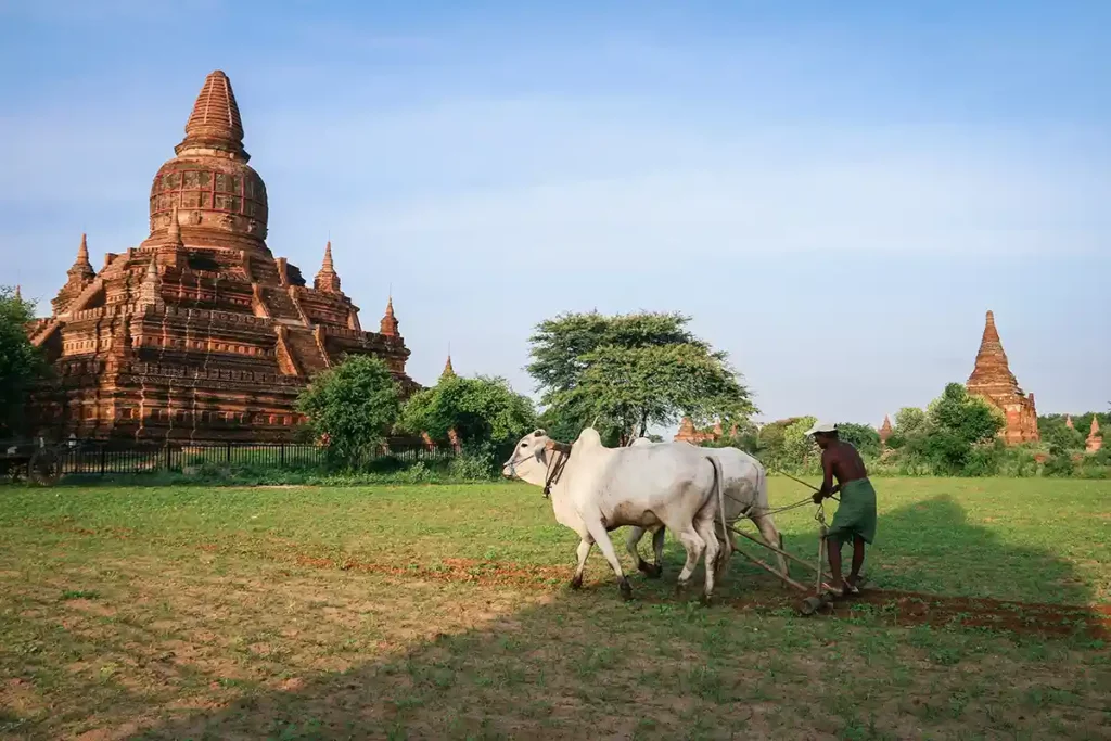 Homme et ses bêtes, Bagan, Myanmar (Burma)