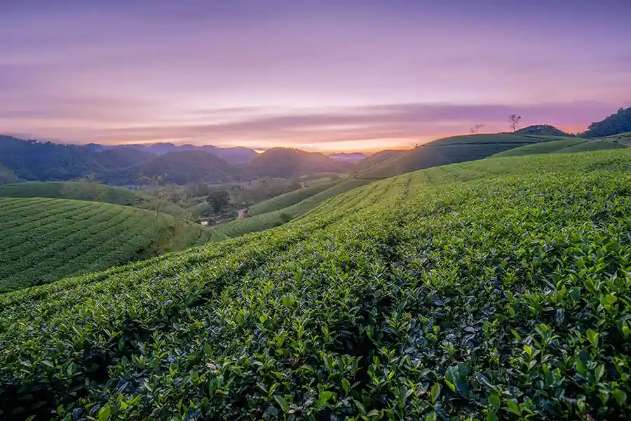 Champs de thé de Long Coc