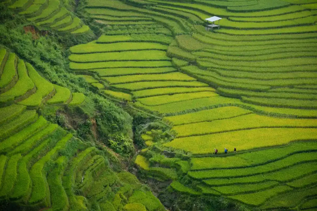 Randonnée dans les rizières de Sapa