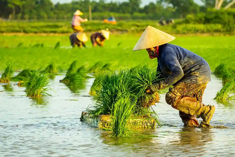 Repiquage de riz au Vietnam