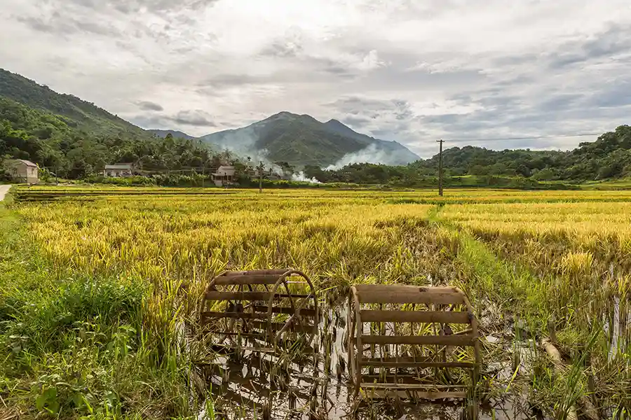 Rizières de Pu Luong juste avant la récolte, Vietnam