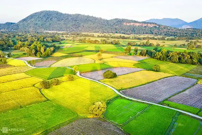 Vue aérienne de rizières delta Mekong