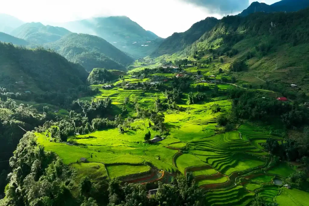 Rizières vertes du Nord Vietnam l'été