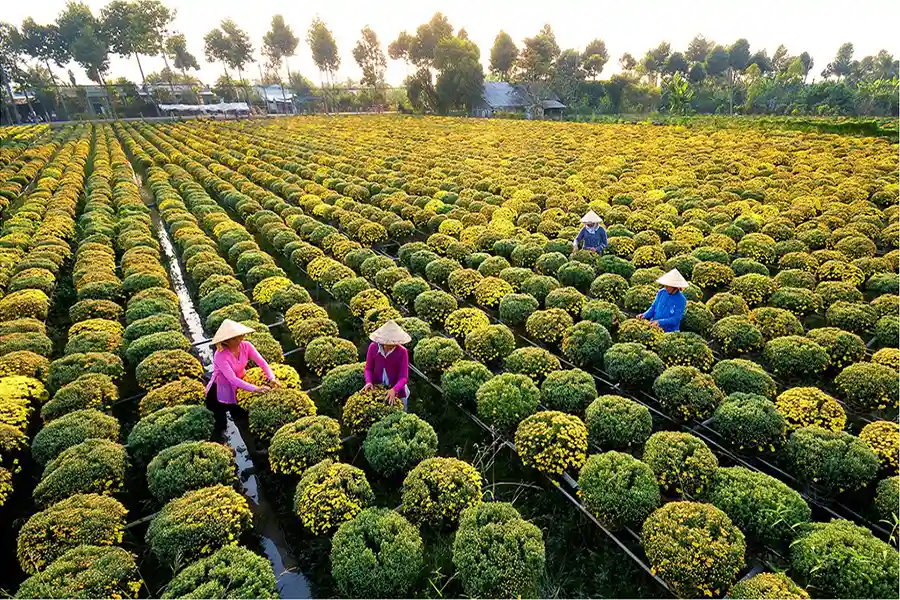 Les fameux marchés aux fleurs de Sadec