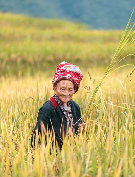 Sapa Femme posant dans un champ de riz