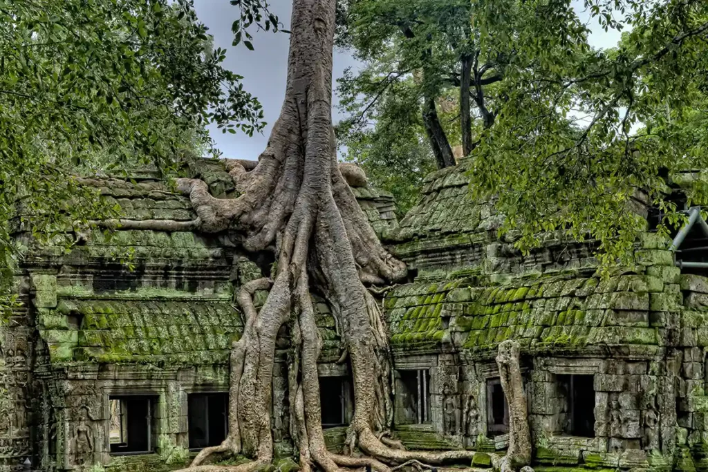 Végétation d'Angkor