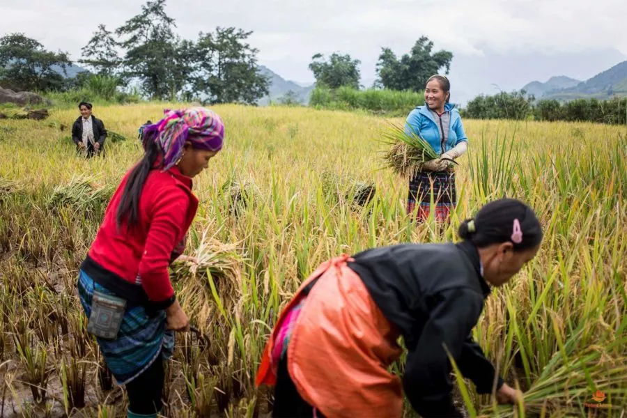 rizière au Vietnam
