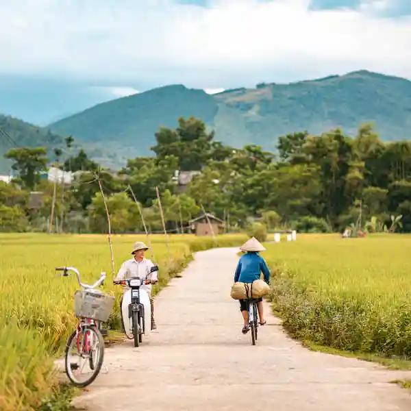 Vietnamiens en vélo à Nghia Lo pendant la récolte du riz
