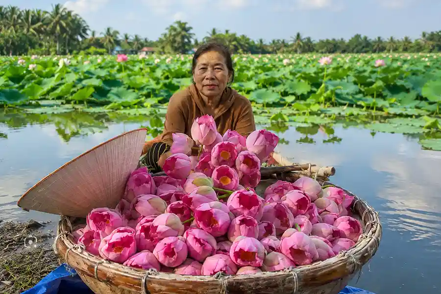 Femme récoltant les fleurs de lotus dans un étang