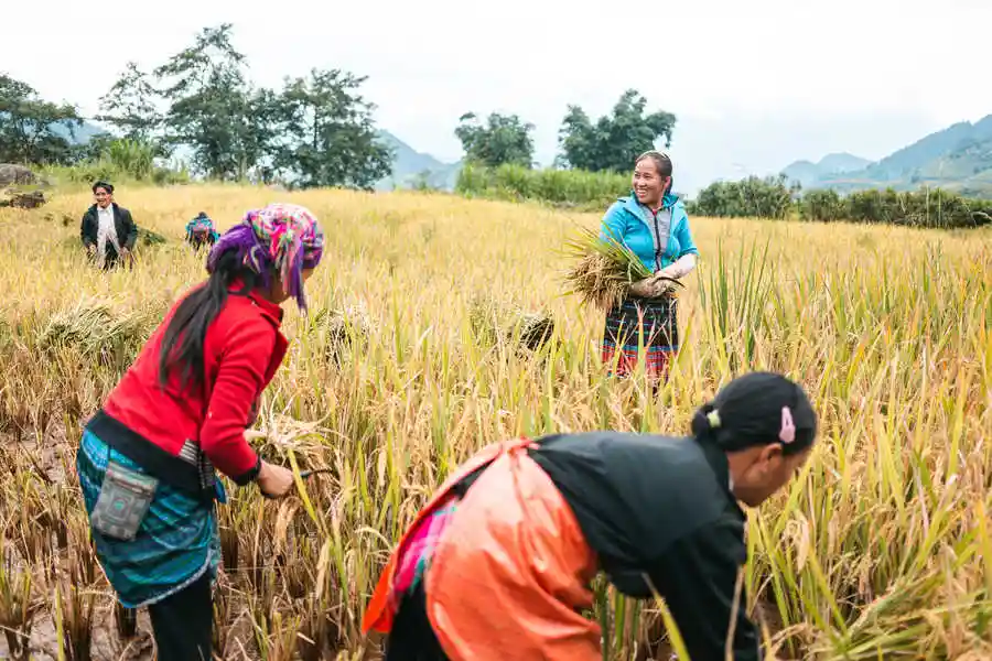 Récolte du riz en montagne au Vietnam en septembre